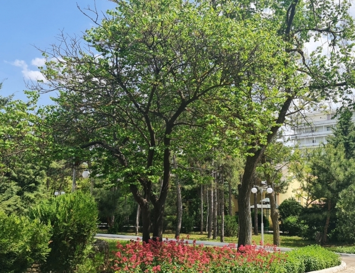 Санаторий «Дружба» Евпатория